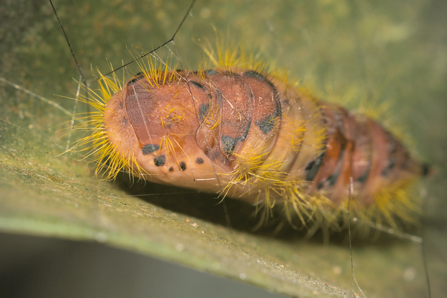 A hairy insect