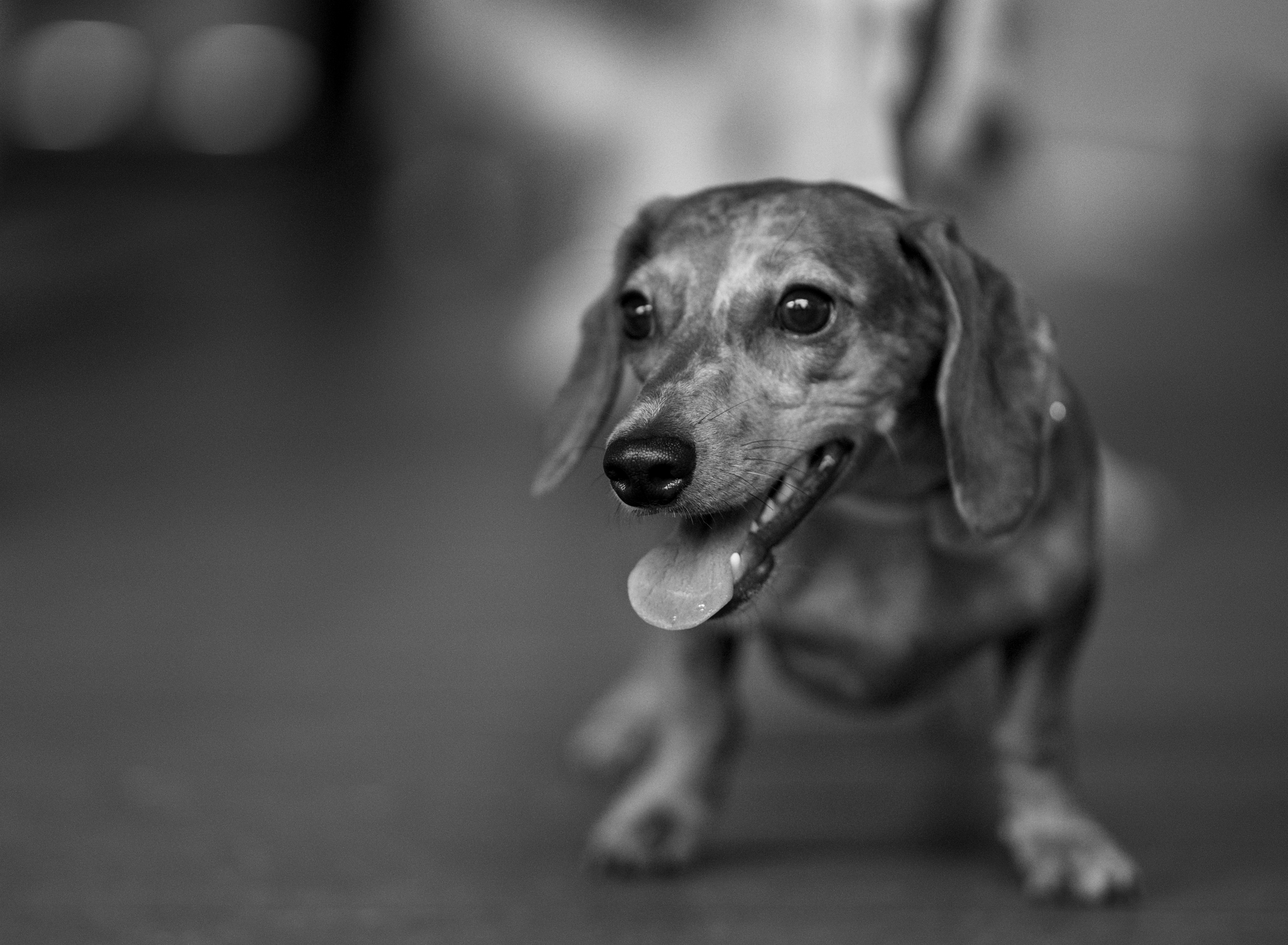 A dog looking ready to play