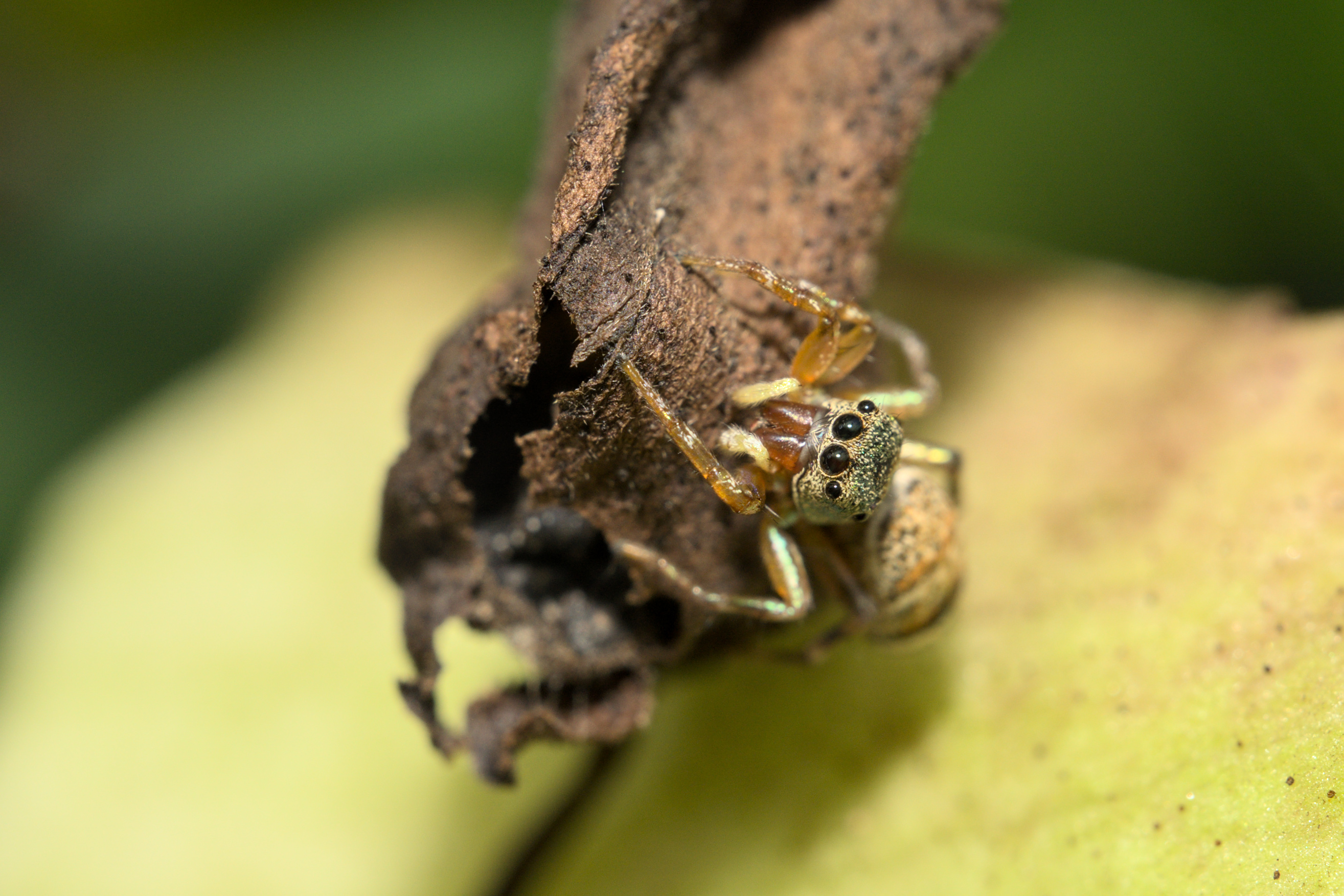 A jumping spider